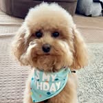 Teddy Mann🐾 - @lifeofteddymann - Instagram