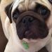 Teddy Mann the pug - Facebook