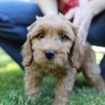 Teddy McGee - @theodore_brosevelt_mcgee - Instagram