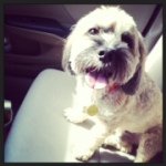 Teddy Mcgee Muttsko - @thatdogted - Instagram