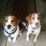 Teddy Mcgee the beagles - @teddyandmcgee - Instagram
