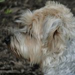 Teddy - @teddy.mclaughlin - Instagram