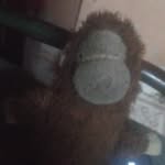 little teddy monkey dancer - @little_teddy_monkey_dancer - Instagram