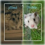 mrs. Monk and teddy®🐹 - @monk.and.teddy - Instagram