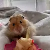 TEDDY - @teddymonkster - TikTok