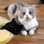 Teddy and Morris - @teddyandmorris - Instagram