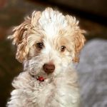 Teddy Morris - @teddysruffriders - Instagram