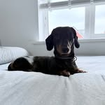 Teddy Morris🤍🐕 - @teddy_morris26 - Instagram