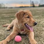 Teddy Graham Morrison - @teddy_the_great_retriever - Instagram