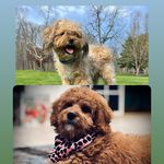 Teddy💙🐾 and Mosley💜🐾 - @teddyandmosley - Instagram
