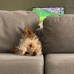 Teddy Moss - @_teddytheyorki - Instagram