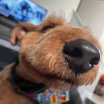Sir Teddy - @sir_teddyoverton - Instagram
