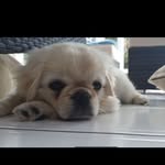 Teddy Overton - @teddytheteddybearpug - Instagram