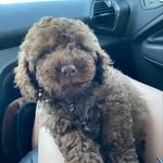 Teddy Parrish - @teddyparrishthecockapoo - Instagram