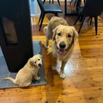Teddy and Misha - @teddy_misha_pearson - Instagram