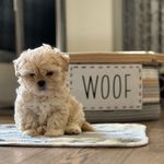 Teddy Bear Pearson - @teddybearpearson - Instagram