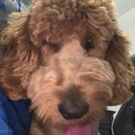 Teddy Pearson - @sirteddythegoldendoodle - Instagram