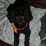 Teddy Pearson - @teddy_lhasapoo1 - Instagram