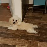 🐾Teddy peña🐾🐩 - @teddy87194 - Instagram