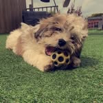 Teddy 🧸🐶🐾 - @teddypennington - Instagram