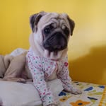 Choco.Teddy.Pepper - @the.crazytails - Instagram
