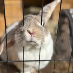 Franklin, Tobi, Hazel, Groovy, Teddy, Pepper, & Licorice - @7chubbybunnies - Instagram