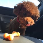 Most Cute Dog Products In U.S - @teddy_pepper - Instagram