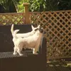 Peeper_Teddy - @pepper_teddy - TikTok