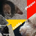pepper, teddy, hendrix, bonnie breeds - @pepper_and_teddy_breeds - Instagram