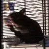 pepper._.the._.teddy - @pepper._.the._.teddy - TikTok