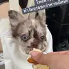 🍪PEPPERTEDDY🦦🐾 - @pepperteddy - TikTok
