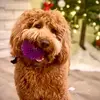 Teddy & Pepper - @pepperandted - TikTok