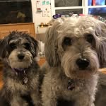 Teddy & Pepper - @teddybearandpepper - Instagram