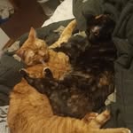 Teddy & Pepper Pires - @teddybun.and.pepperpot - Instagram