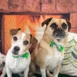 Teddy and Pepper - @pepperteddy_canal_adventures - Instagram