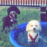 Teddy And Pepper - @teddy_the_dog4 - Instagram