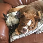 Teddy And Pepper - @its_a_bulldogs_life_ - Instagram