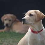 Teddy and Pepper - @reddyteddy_yellowpepper - Instagram