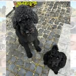 Teddy en pepper - @teddy_en_pepper_de_poedels - Instagram