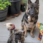 Teddy, Pepper & Russell - @tedpepandruss - Instagram