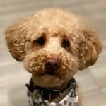 Teddy Peppers - @teddy_peppers - Instagram
