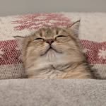 Teddy The Cat - @teddypepperpaws - Instagram
