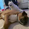 TeddyBearAndPepper - @teddybearandpepper - TikTok