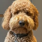 @teddypepper2022 - Instagram