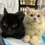 Teddy&Pepper🐾 - @pepper_teddyyy - Instagram