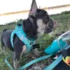 TeddyPepper - @teddypeppaa - TikTok
