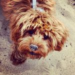 Teddy Perry - @teddyperrycavapoo - Instagram