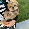 Teddy Perry - @itsteddybearofficial - TikTok