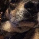 Teddy Perry - @barkoholic - Instagram