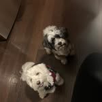 @peyton_and_teddy_are_cute - Instagram